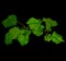 A Branch of a Poplar with Green Leaves, Covered with Drops of Past Rain. Cut On Black Background