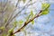 Branch of poplar tree with young buds and green leaves. Natural allergen.