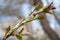 Branch of poplar tree with young buds and green leaves. Natural allergen.