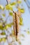 Branch of poplar tree with young catkins and green leaves. Natural allergen.