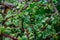Branch of Portulacaria afra, elephant bush or dwarf jade plant. Selective focus of Portulacaria Afra - elephant bush, Porkbush is