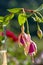 Branch of a pretty fuchsia of violet colors in a glass of water