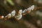 A branch of pretty Pussy Willow, Salix caprea, covered in raindrops.