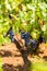 Branch of the Primitivo di Manduria grape, organic vineyard in Salento, natural conditions, Puglia, Italy
