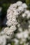 A branch of profusely blooming white Spiraea