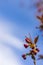 Branch of Prunus Kanzan cherry with pink double flowers and red leaves.