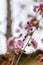 Branch of Prunus Kanzan cherry with pink double flowers and red leaves.