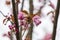 Branch of Prunus Kanzan cherry with pink double flowers and red leaves.