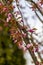 Branch of Prunus Kanzan cherry with pink double flowers and red leaves.