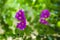 Branch of purple crape myrtle flowers