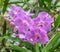 Branch with purple dappled big flowers of Vanda orchid. Close-up