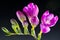 The branch of purple freesia with flowers and buds on black back