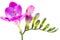 The branch of purple freesia with flowers and buds, isolated on