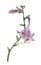 Branch of purple hosta flower on white.