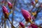 Branch with purple magnolia flower buds on natural background for spring renewal design