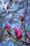 Branch with purple magnolia flower buds on natural background for spring renewal design