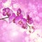Branch of purple moth orchid