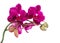 Branch purple orchid