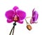 Branch purple orchid isolated