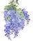 Branch of purple wisteria flowers