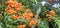 Branch of Pyracantha or Firethorn cultivar Orange Glow plant. Close up of orange berries on green background.