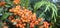 Branch of Pyracantha or Firethorn cultivar Orange Glow plant. Closeup of orange berries on green background.