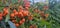 Branch of Pyracantha or Firethorn cultivar Orange Glow plant. Closeup of orange berries on green background.