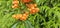 Branch of Pyracantha or Firethorn cultivar Orange Glow plant. Closeup of orange berries on green background.