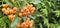 Branch of Pyracantha or Firethorn cultivar Orange Glow plant. Closeup of orange berries on green background.