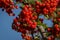 Branch of pyracantha or firethorn plant with bright red berries against the blue sky. Berries adorn the bush in autumn