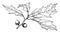 Branch of Quercus Heterophylla vintage illustration