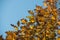 Branch of a Quercus rubra in autumn