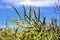 A branch of rapeseed, with full pods of beans, against a blue sky background