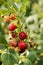 Branch with raspberries on a sunny day