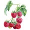 Branch Raspberry berries on an isolated white background. Watercolor botanical illustration