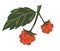 Branch of raspberry with leaves and red berries. Organic collection. Raspberry with leaves. Blank for designers, icon, logo,