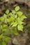 Branch of raspberry shrub with fresh leaves on brown ground background