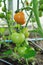 Branch of ready to ripen tomatoes