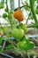 Branch of ready to ripen tomatoes