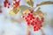 A branch with red berries in the backlight. Aerial light photography, beautiful natural background.