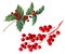 Branch with red berries and holly branch for Christmas arrangements and bouquets,