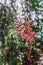 Branch with red berries of a molle del Peru tree, vertical