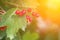 Branch of red berries viburnum on a background of the sun