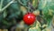 Branch of red cherry grown in a greenhouse. ripe tomato growing on a garden farm. Organic harvest, farming, agriculture. Close up