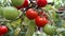 Branch of red cherry grown in a greenhouse. ripe tomato growing on a garden farm. Organic harvest, farming, agriculture. Close up