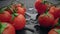 Branch of red cherry tomatoes on black background with water drops. Fresh organic cherry tomatoes, tomato harvest