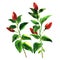 Branch red chili pepper with leaf, spicy vegetables on tree, isolated, watercolor illustration on white