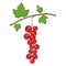 A branch of red currant isolated on a white background. Template, icon or element of your design.