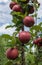 Branch of red-flesh apple tree variety with fruits growing on