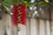 Branch with red flowers Callistemon with close-up.